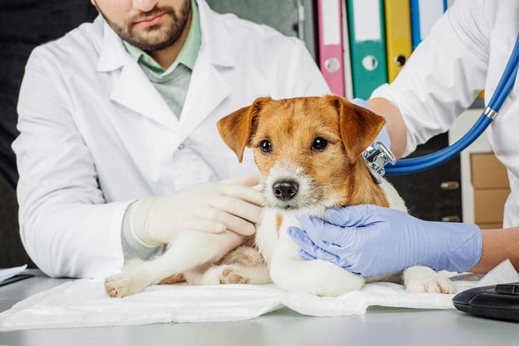 Why Reminder Texts Are a Must-Have for Veterinary Clinics in the Digital Age